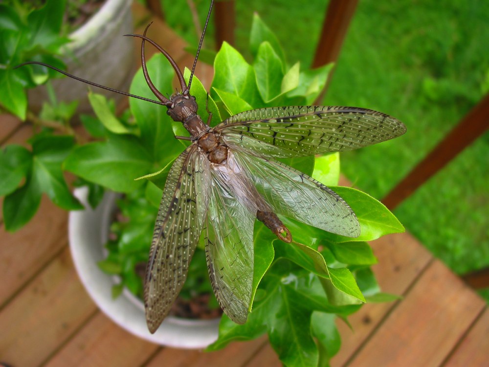 Коридалиды Dobsonfly