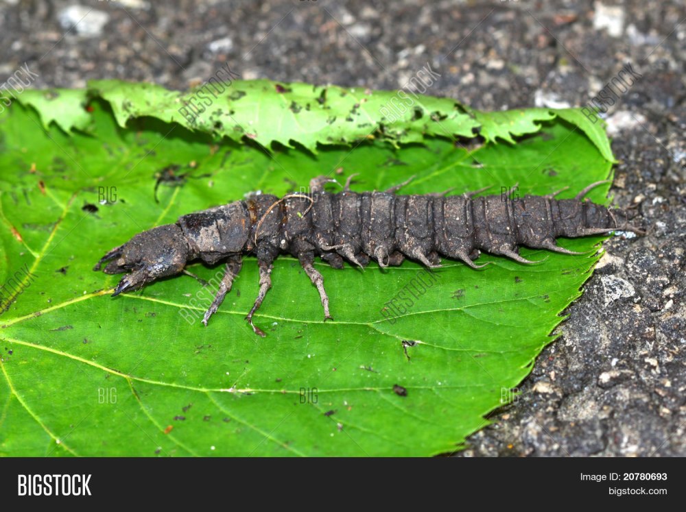 Dobsonflies личинка
