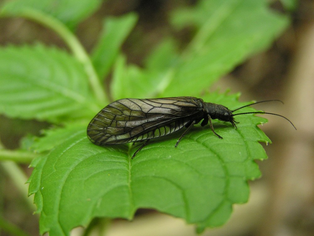 Sialis lutaria