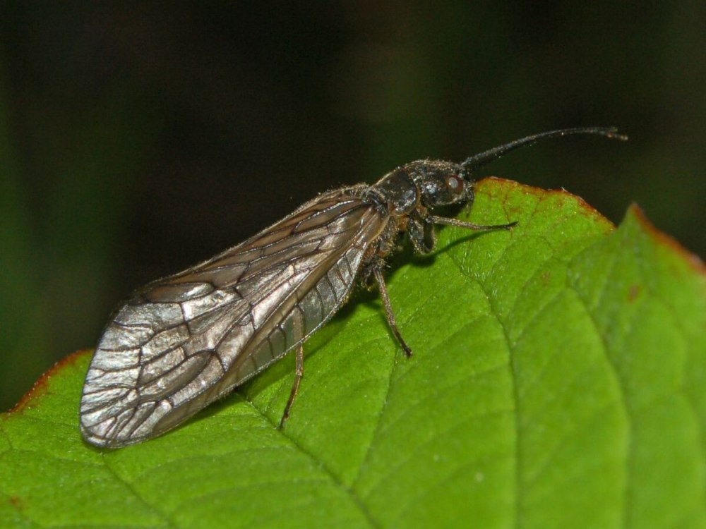 Megaloptera (вислокрылые),