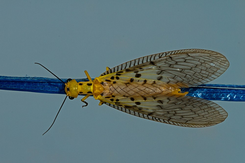 Nevromus austroindicus