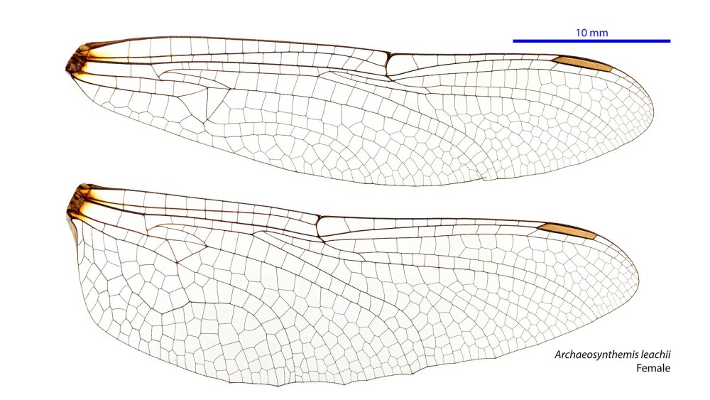 Petalura gigantea платье