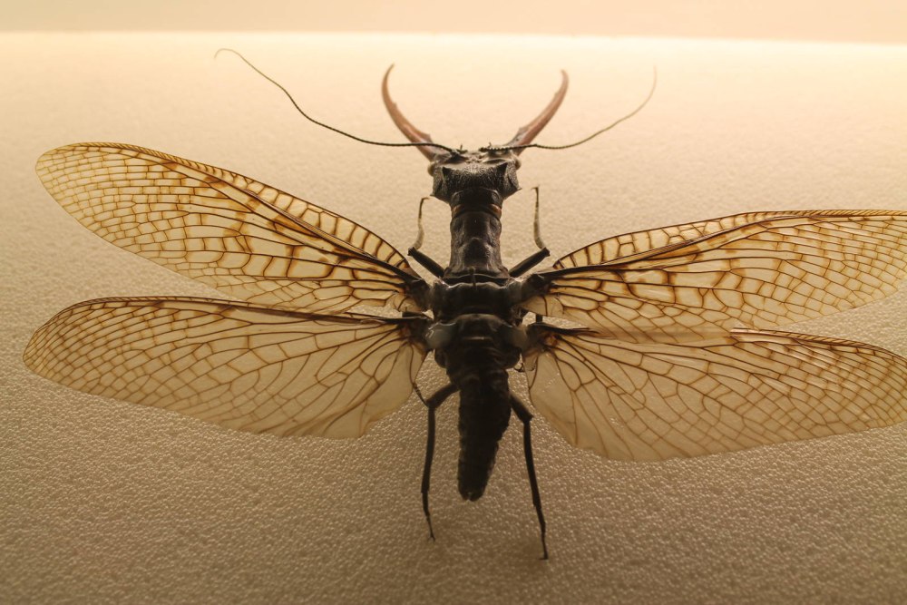 Acanthacorydalis fruhstorferi
