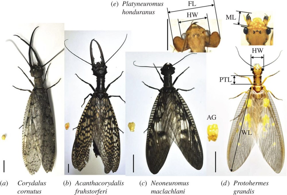 Protohermes Grandis