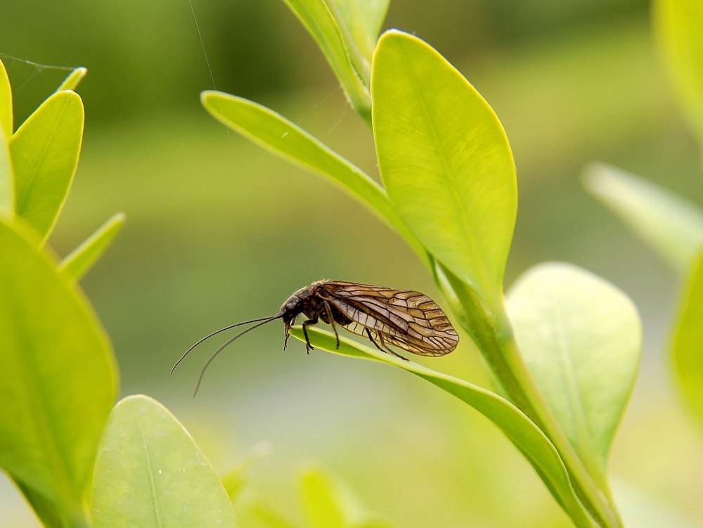 Sialis lutaria