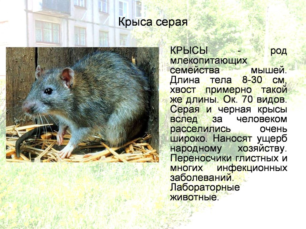 Синантропные животные черная крыса