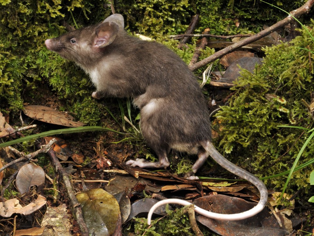 Hyorhinomys stuempkei
