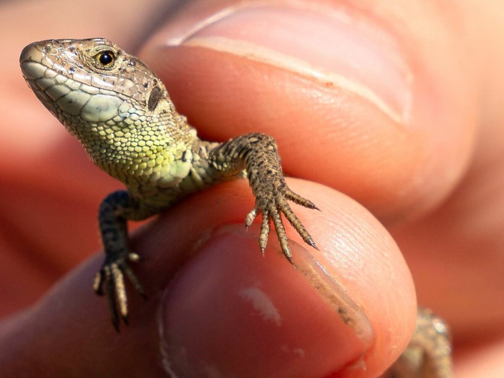 Карликовый геккон (Sphaerodactylus ariasae)