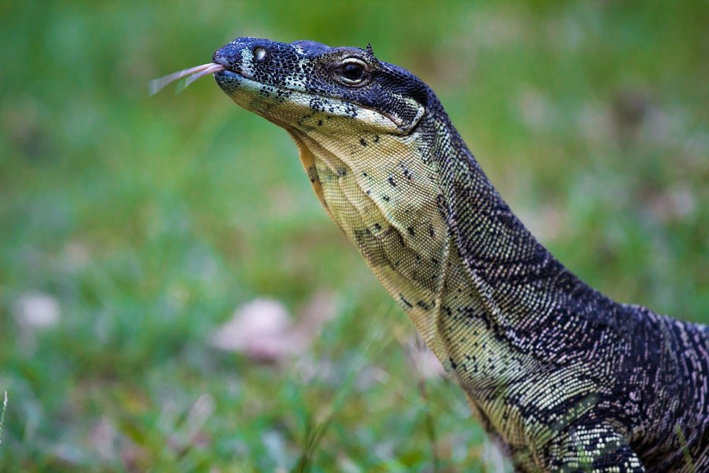 Varanus varius