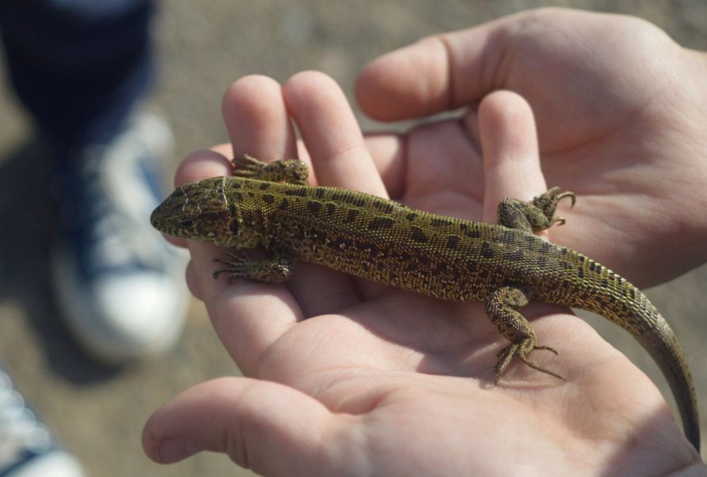 Карликовый геккон (Sphaerodactylus ariasae)