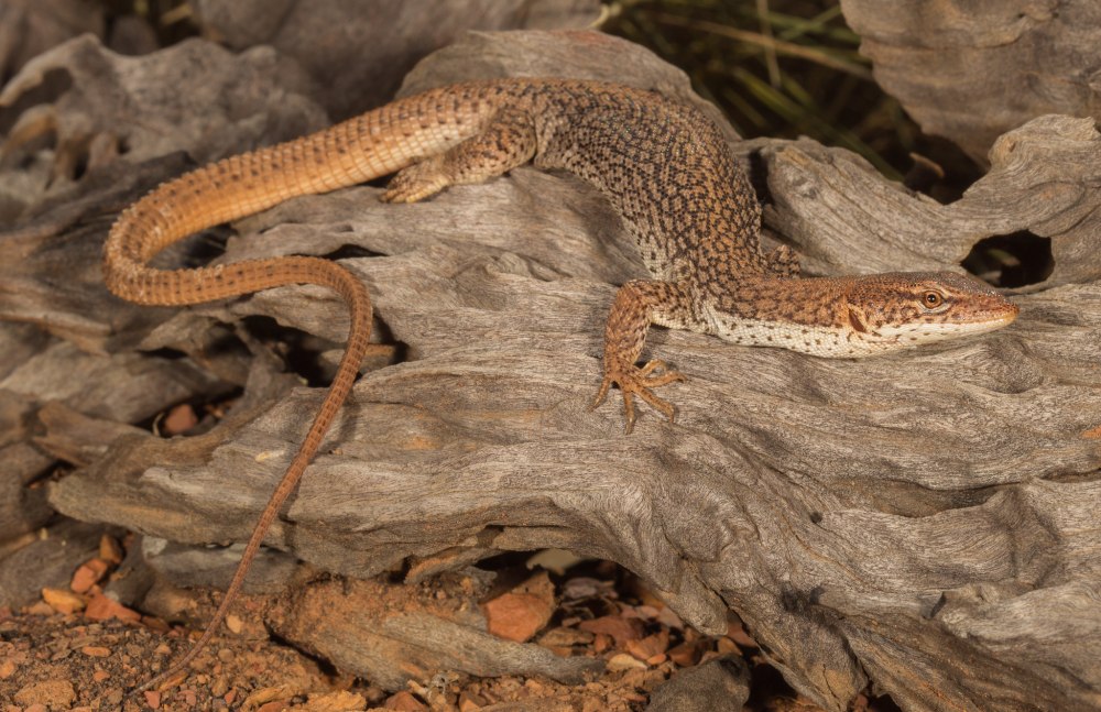 Varanus gilleni