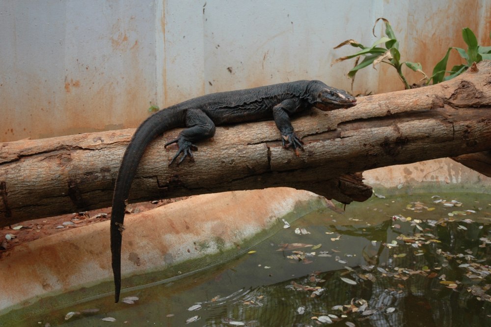 Varanus Salvator