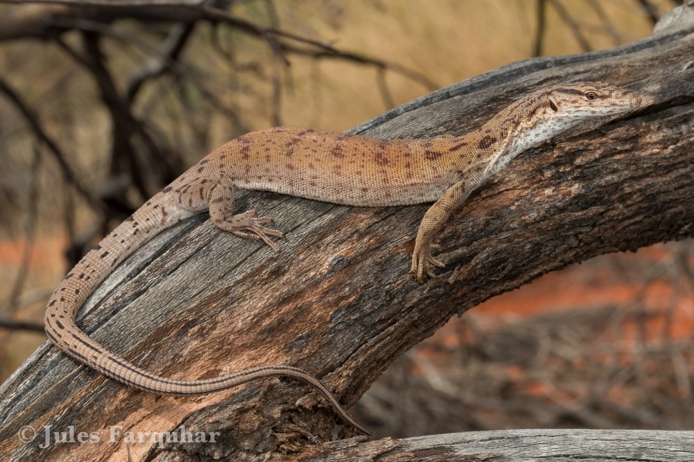 Varanus gilleni