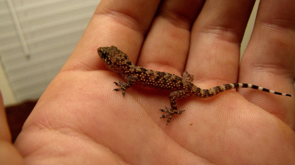 Карликовый геккон (Sphaerodactylus ariasae)