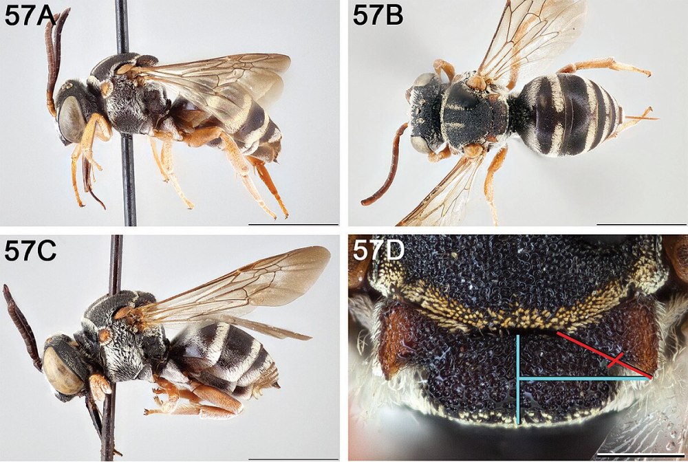 Epeolus