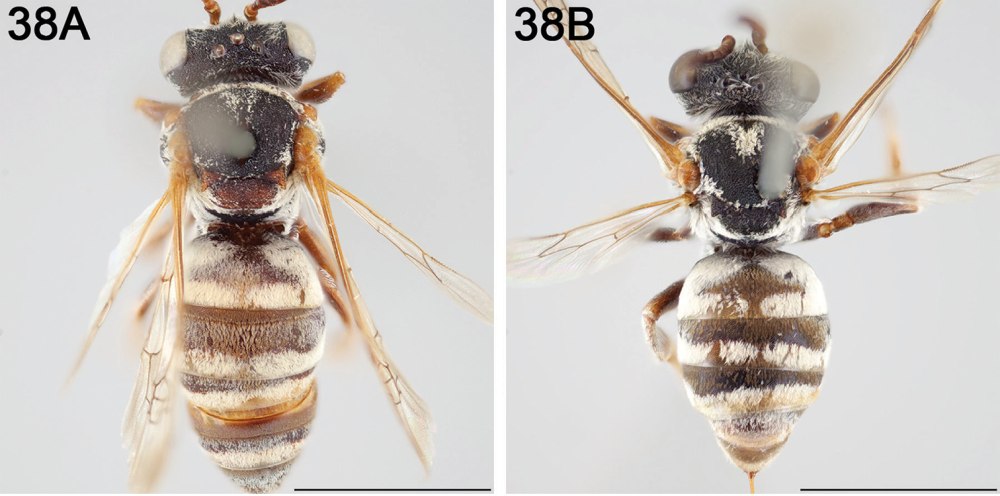 Hymenoptera Figure