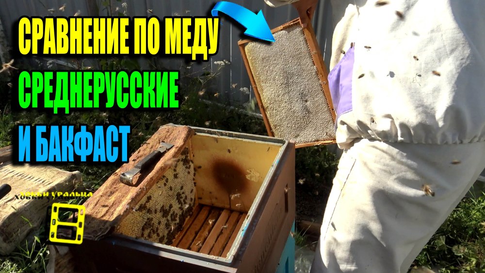 Пчела я пчеловод