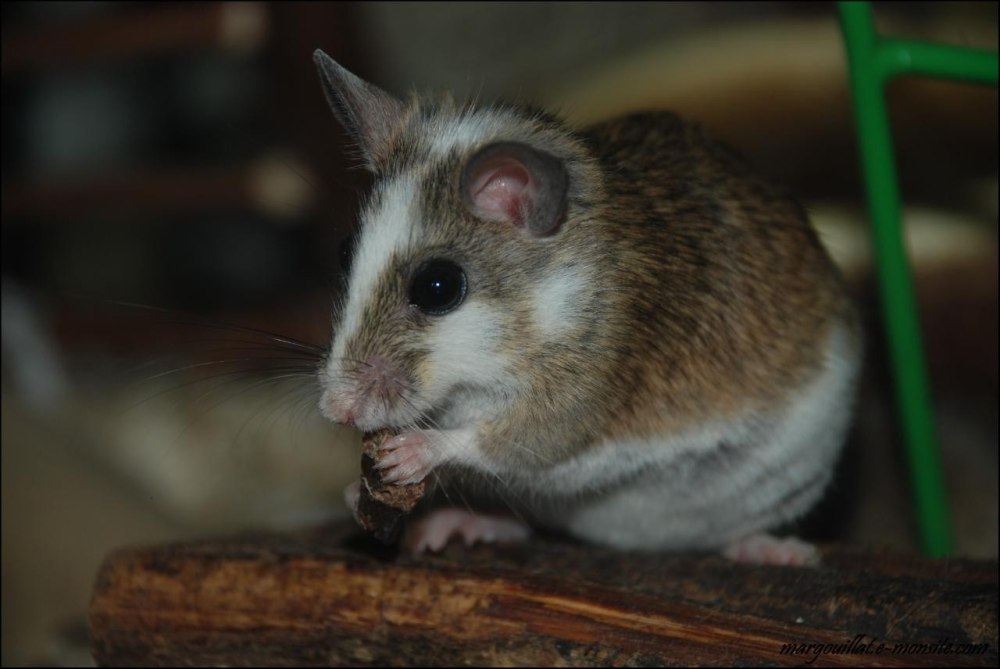 Mastomys natalensis