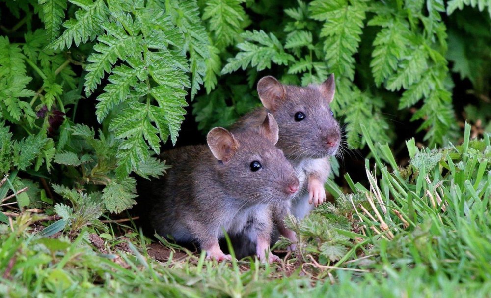 Серая крыса Rattus norvegicus