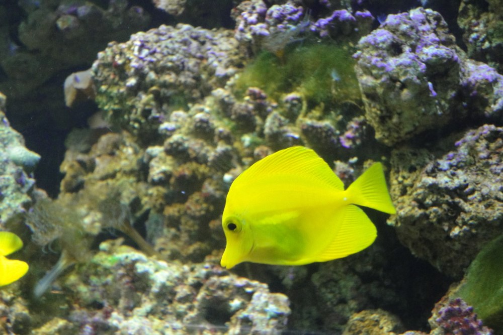 Zebrasoma flavescens