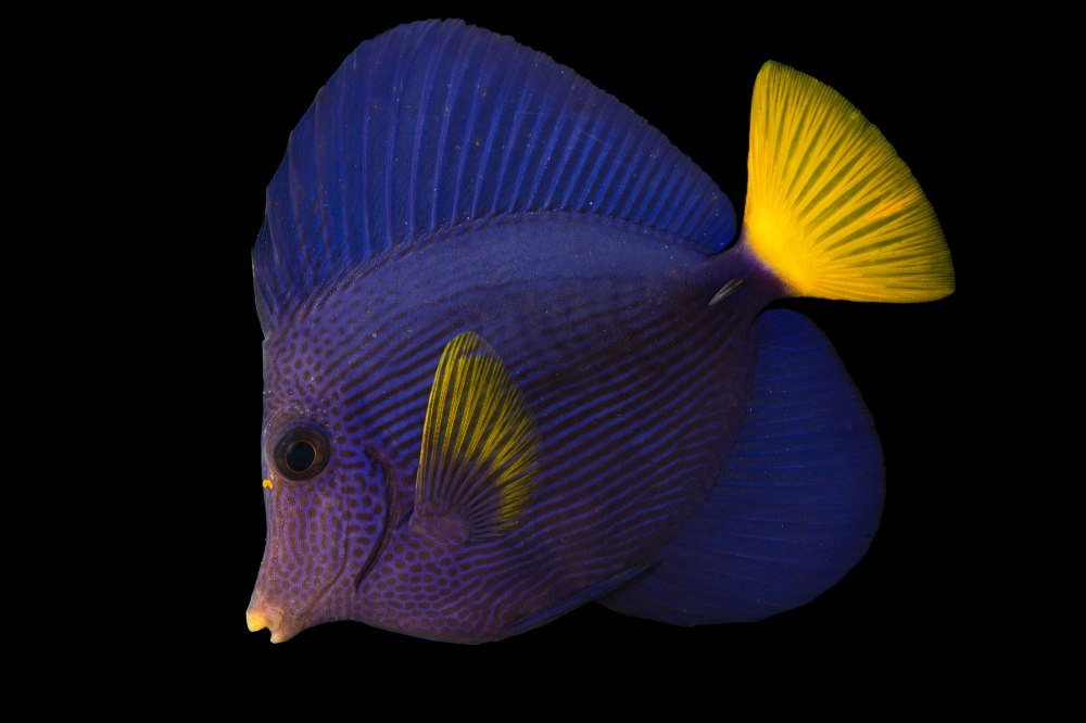 Zebrasoma xanthurum