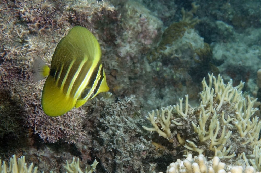 Zebrasoma veliferum Sailfin Tang