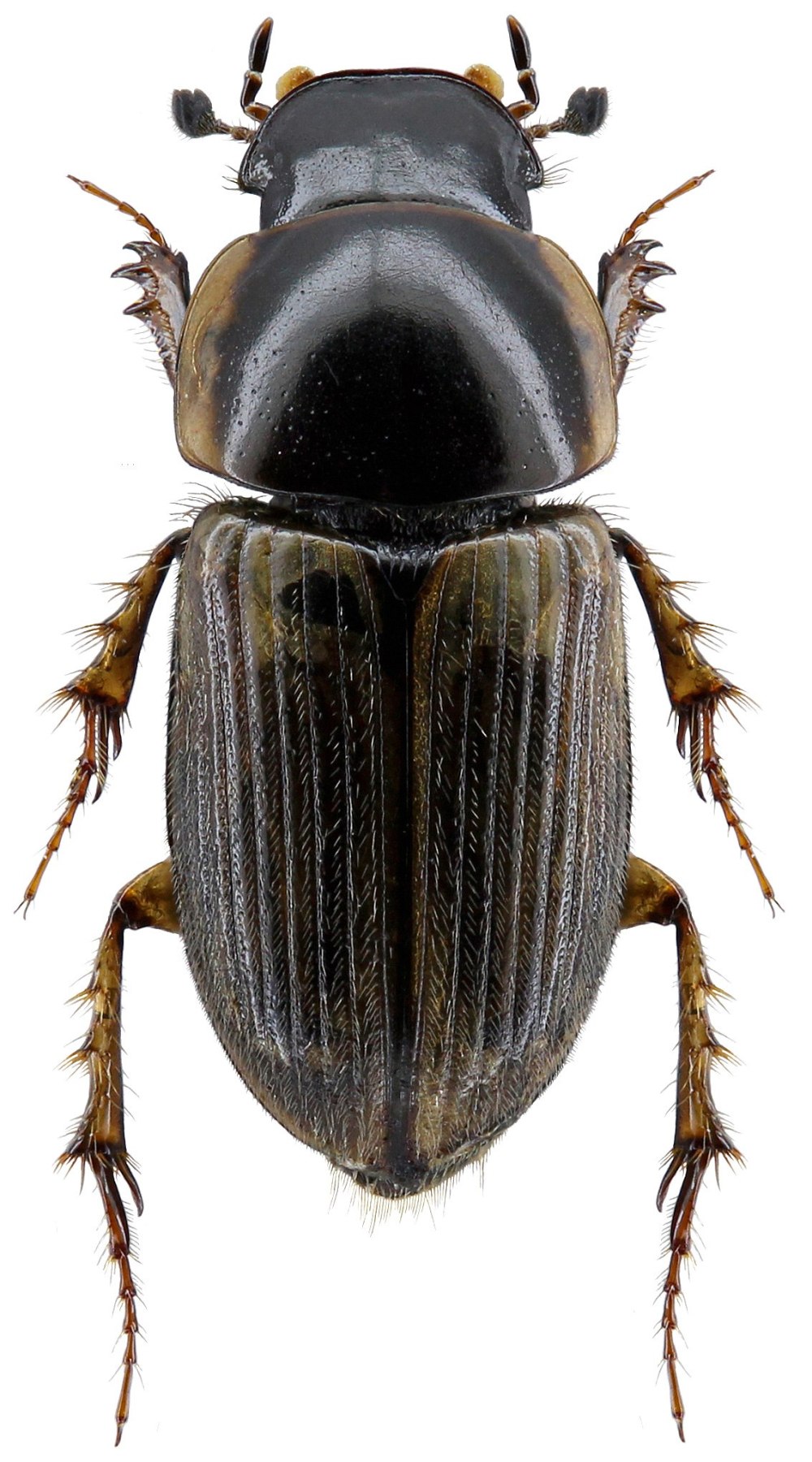 Aphodius (melinopterus) Prodromus (Brahm, 1790)