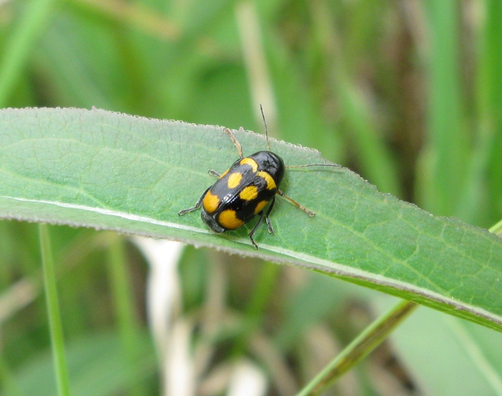 Cryptocephalus Anticus