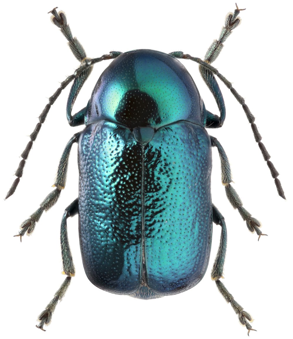 Cryptocephalus Aureolus