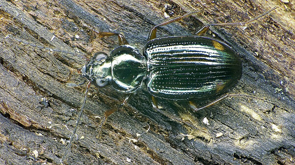 Bembidion biguttatum