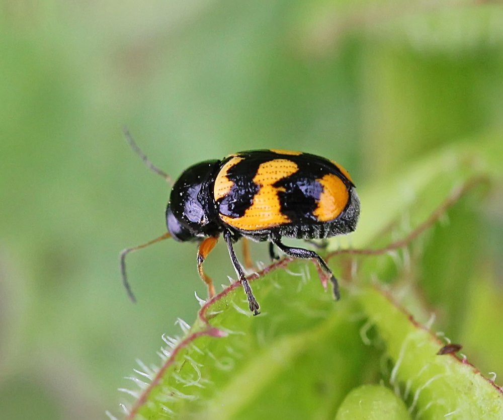 Cryptocephalus octacosmus