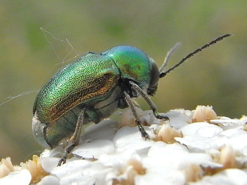 Cryptocephalus sericeus