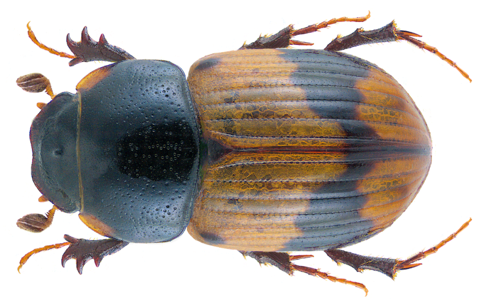 Aphodius (Aganocrossus) Urostigma Harold, 1862