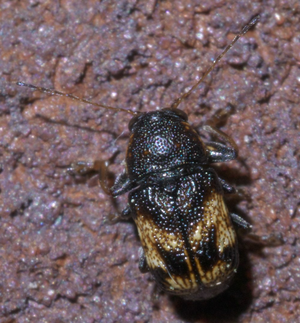 Бразильская бобовая Зерновка Zabrotes subfasciatus Boh.