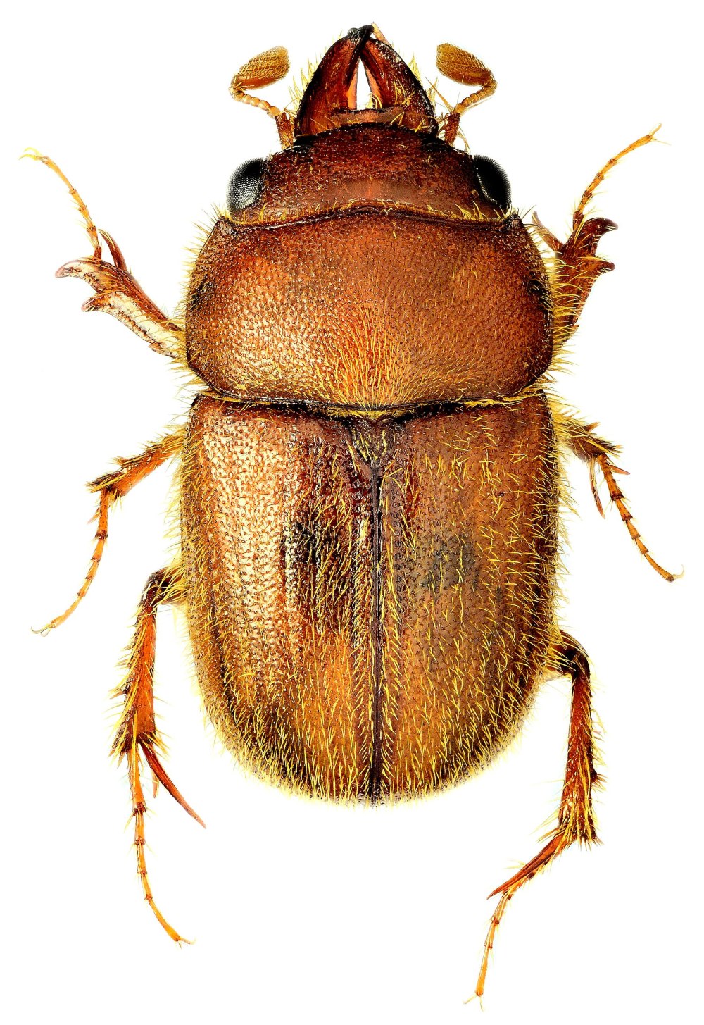 Codocera ferruginea
