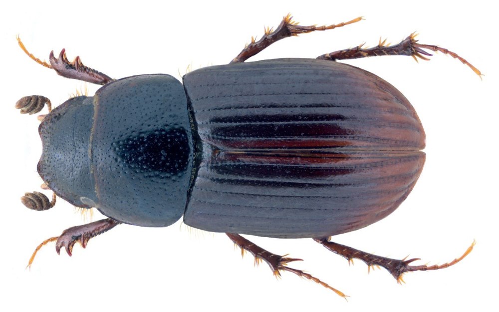 Aphodius (Phaeaphodius) dauricus Harold, 1863