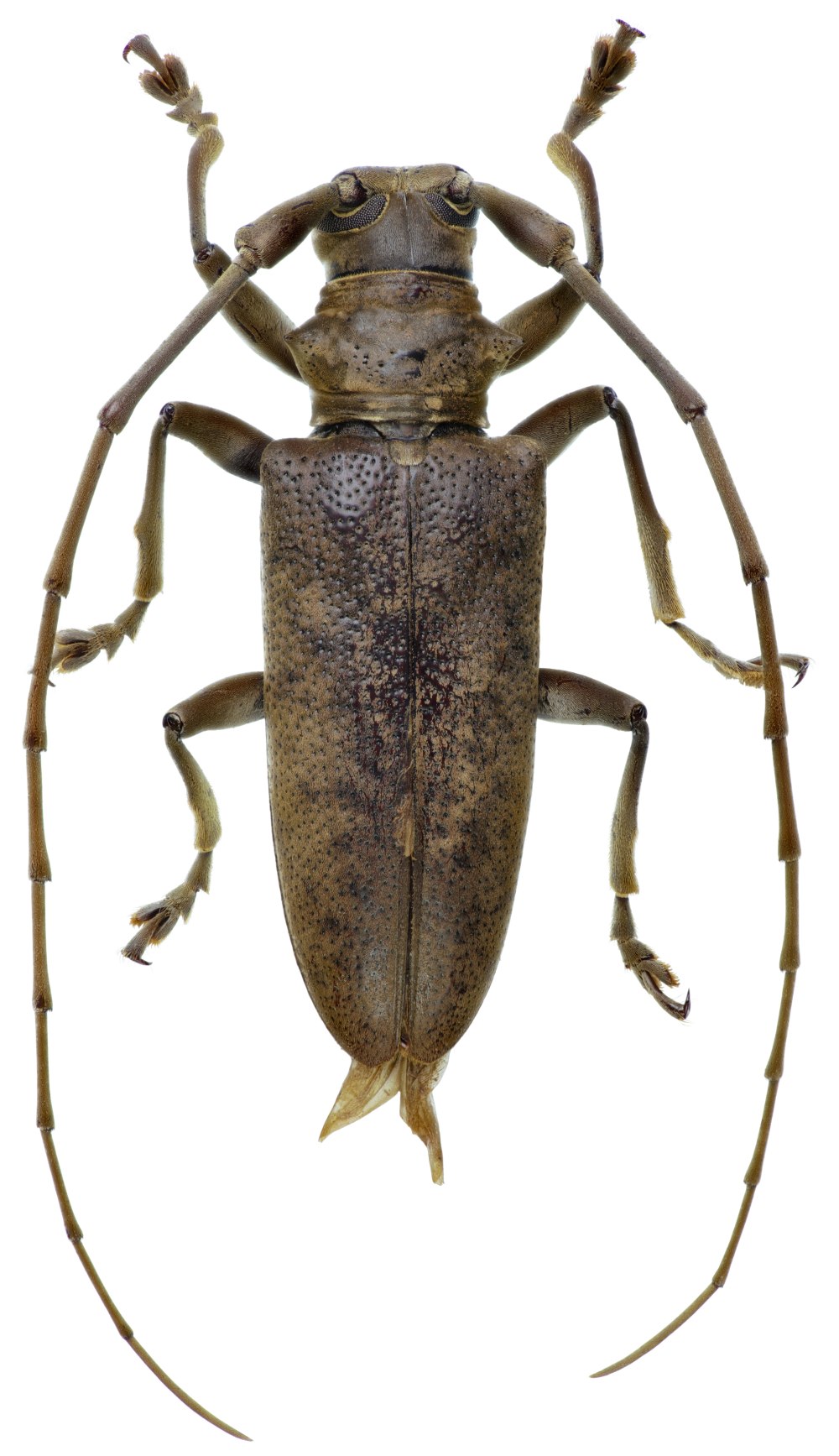 Acalolepta Жук усач