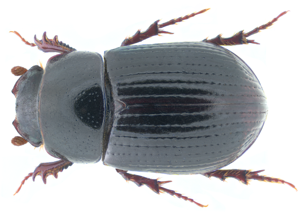 Planolinus Agrilinus fasciatus Olivier, 1789
