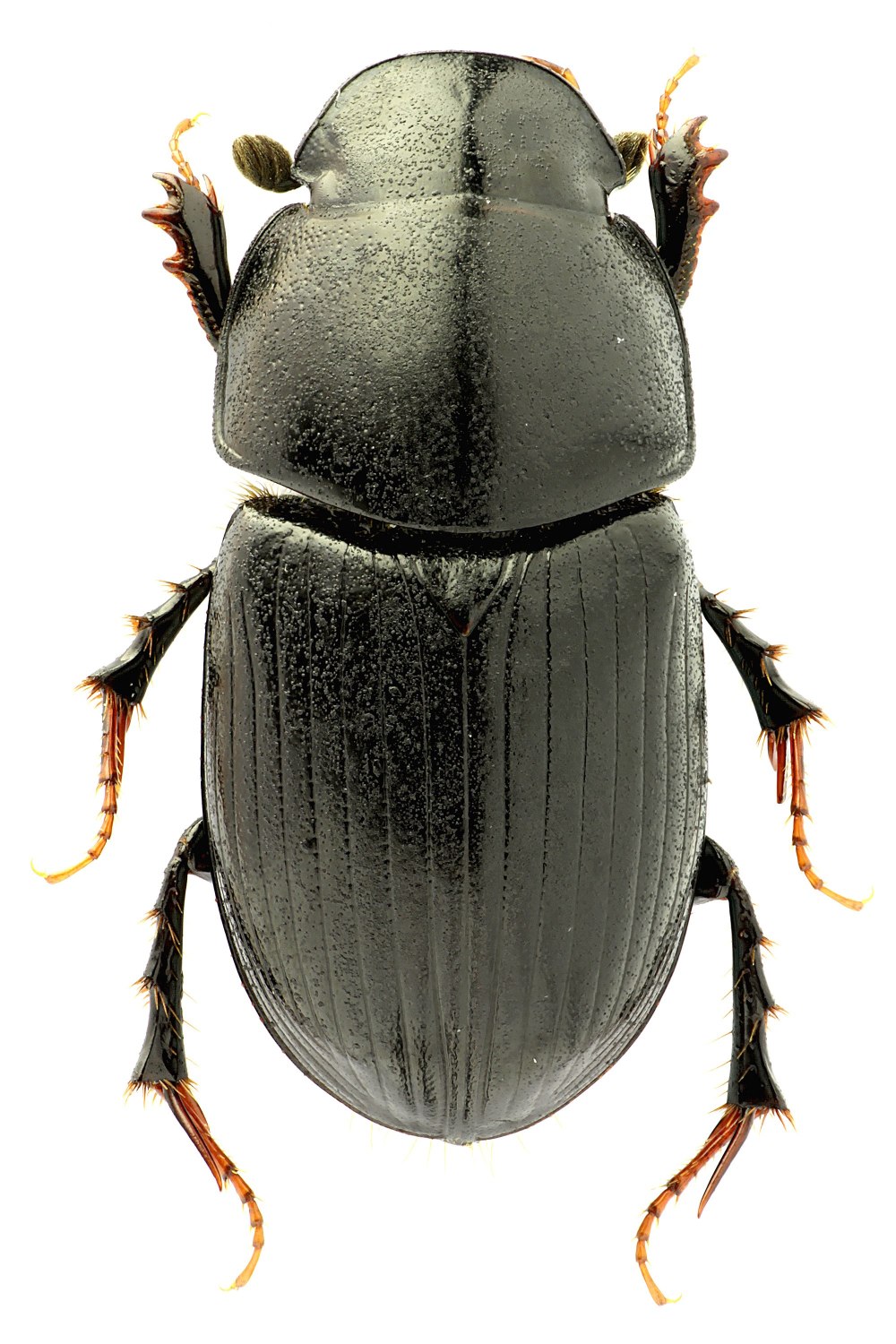 Aphodius (Acrossus) depressus (Kugelann, 1792)
