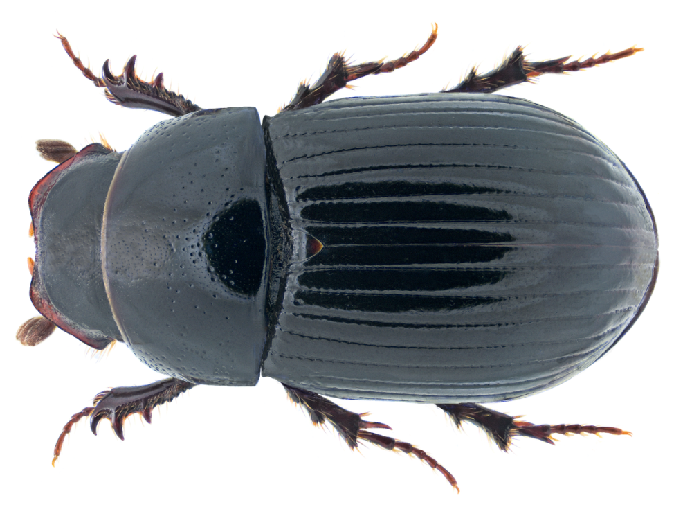 Aphodius (Phaeaphodius) rectus