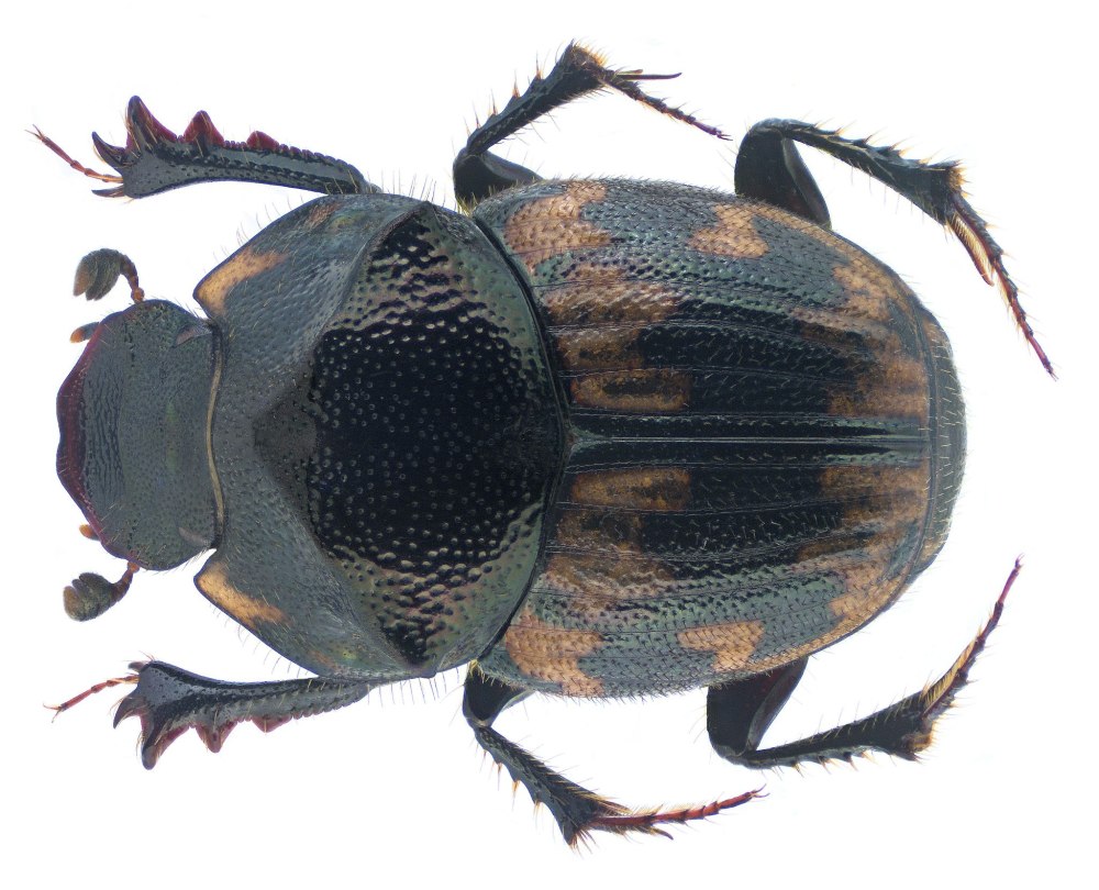 Onthophagus Sagittarius