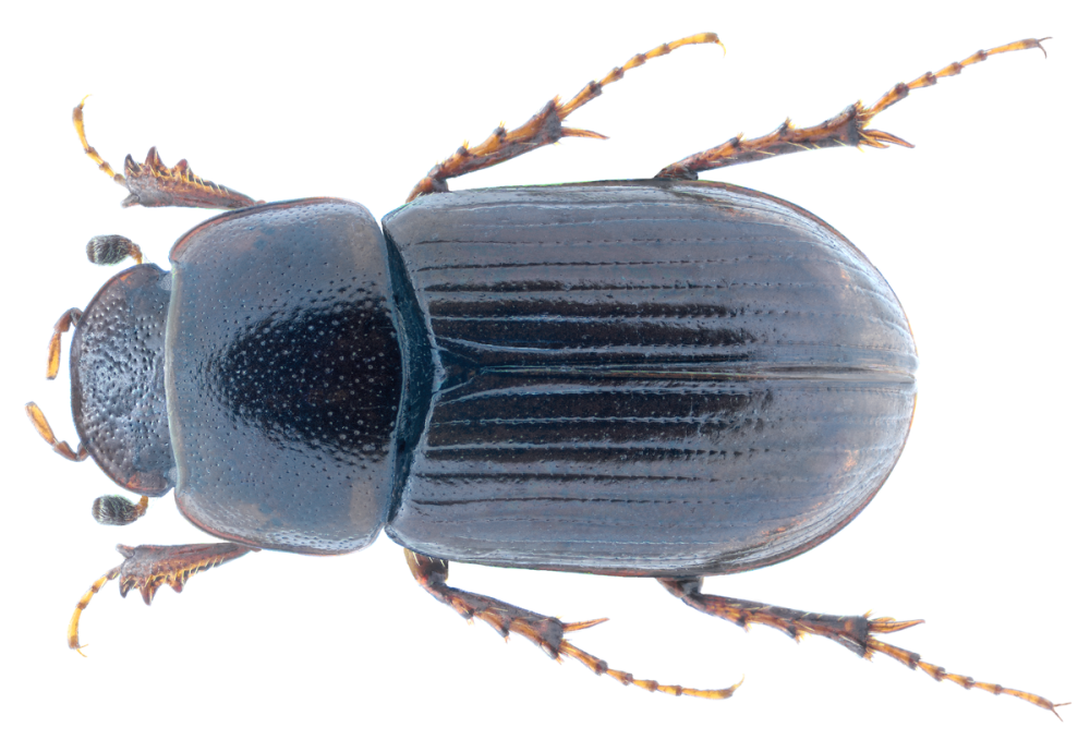 Aphodius (Gilletianus) comatus a. Schmidt, 1920