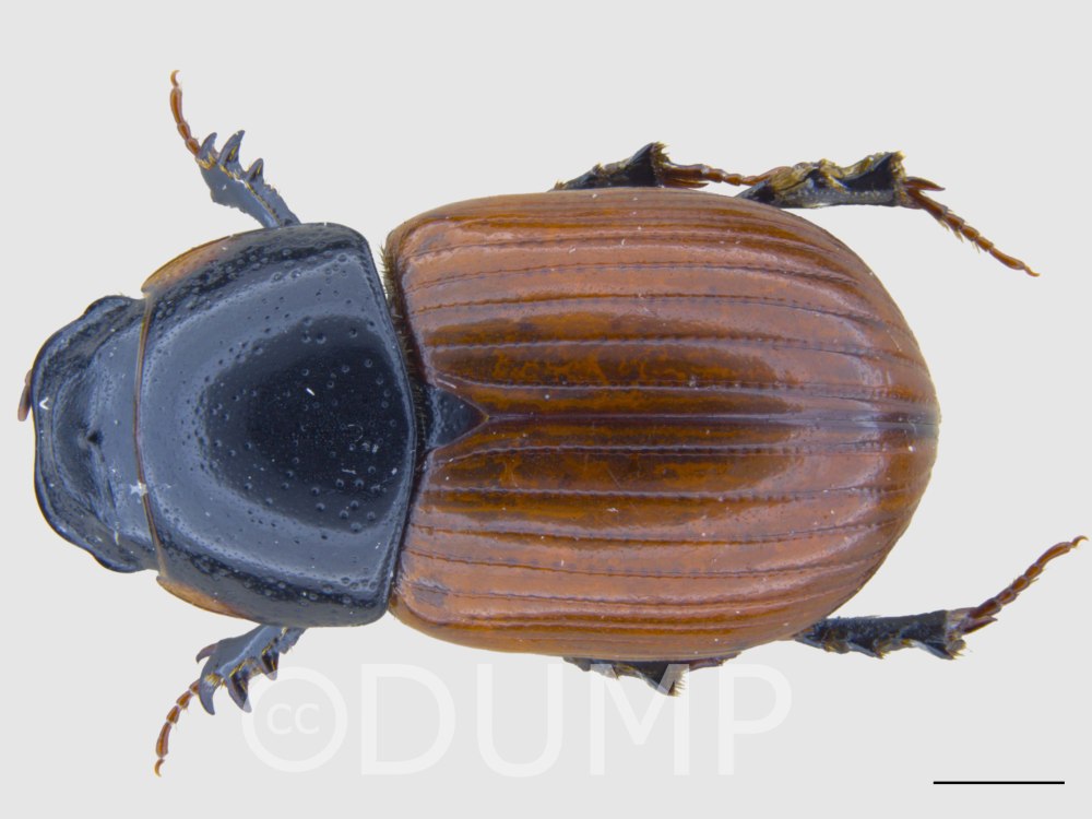 Aphodius pumilio