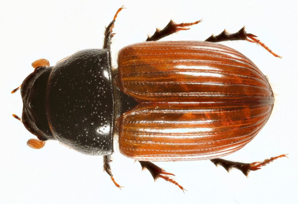 Aphodius fimetarius