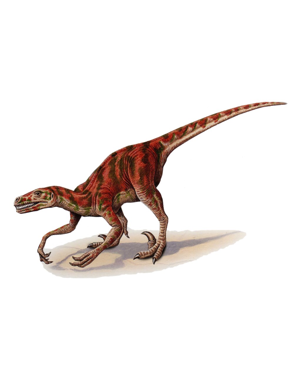 Hesperonychus elizabethae