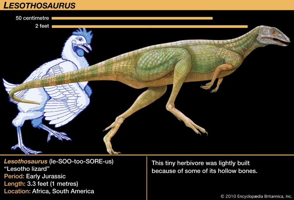 Lesothosaurus diagnosticus