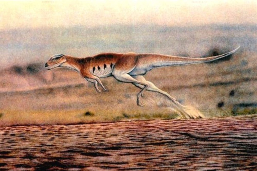 Lesothosaurus diagnosticus