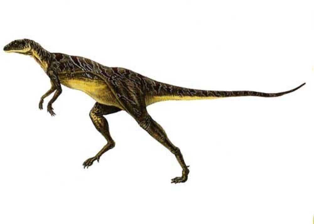 Lesothosaurus diagnosticus