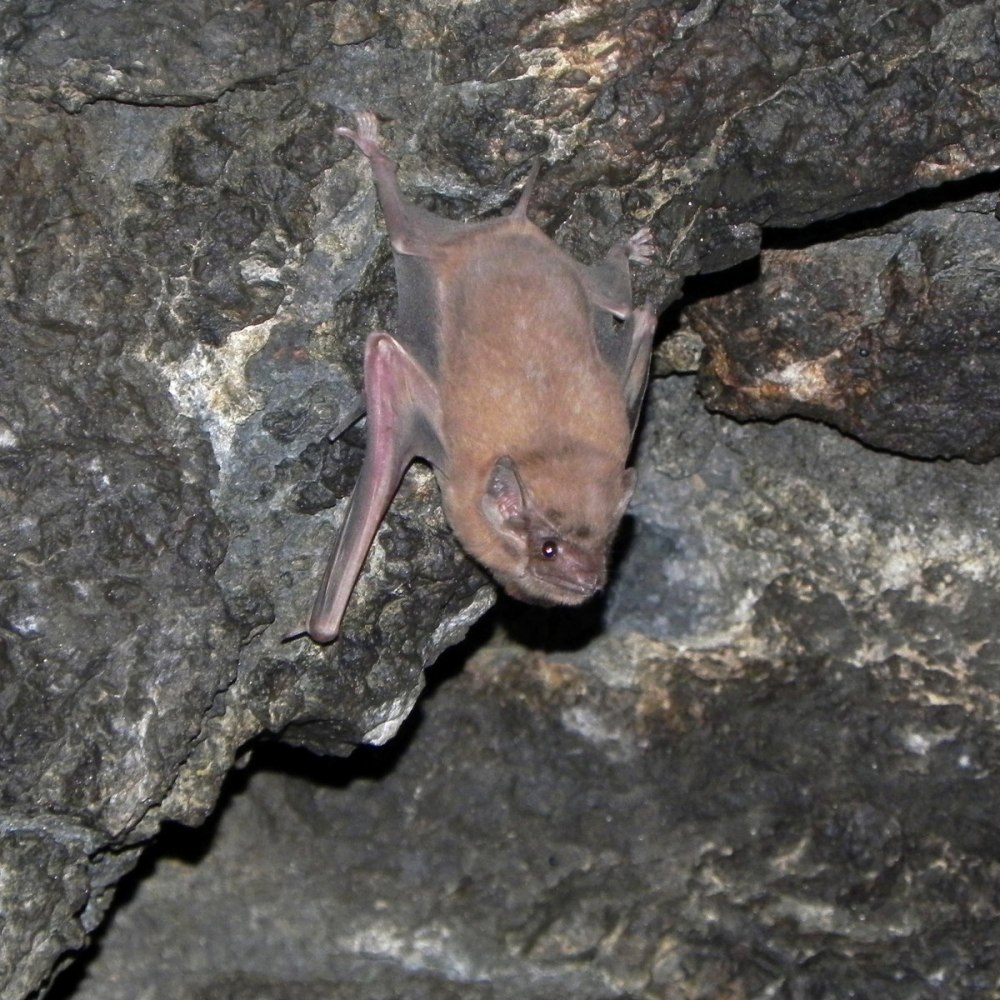 Футлярохвостые (Emballonuridae);