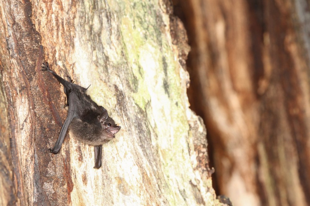 Watch this cute Video of the Baby bat that Squeaks while being Petted